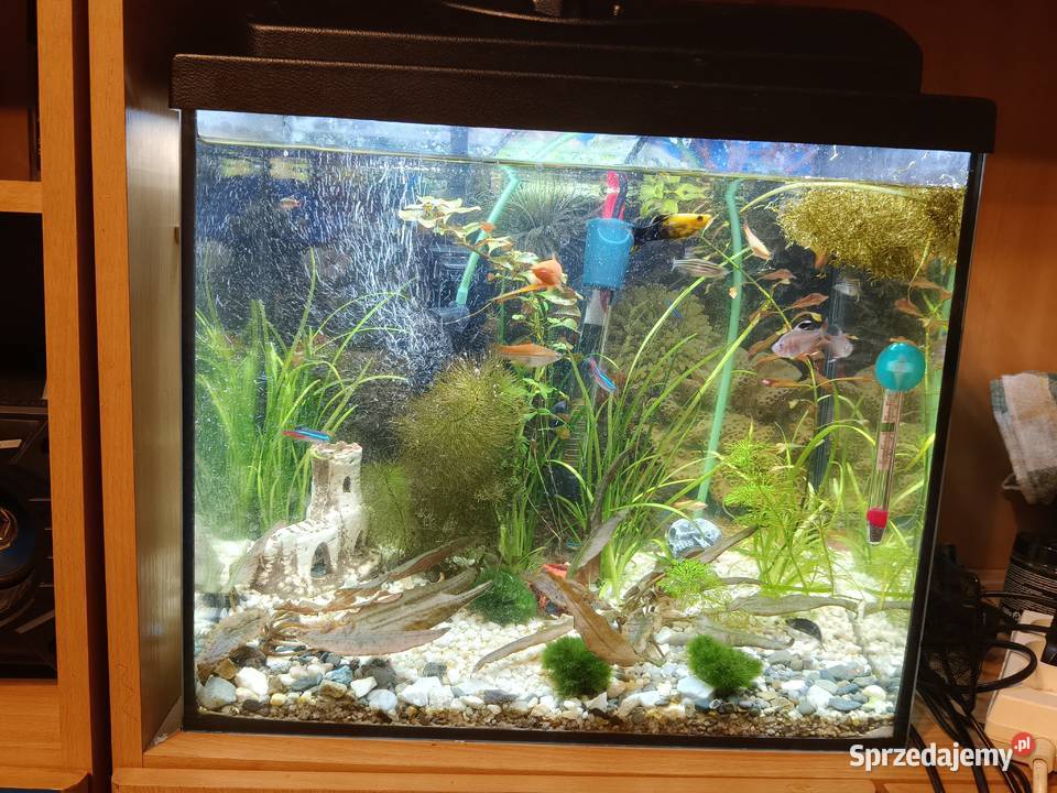 Akwarium 30 litrów lubelskie Wożuczyn