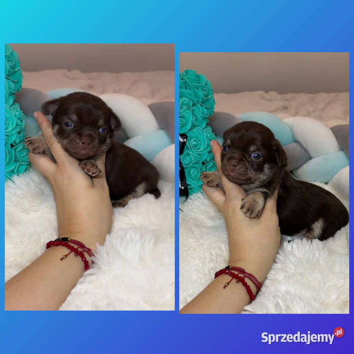 Chihuahua długowłosy piesek choco tan badania Bełchatów