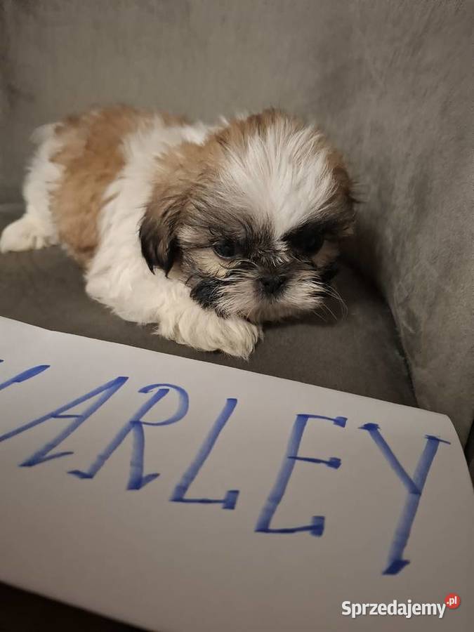 Shih tzu z wielopokoleniowym rodowodem wielkopolskie Gostyń