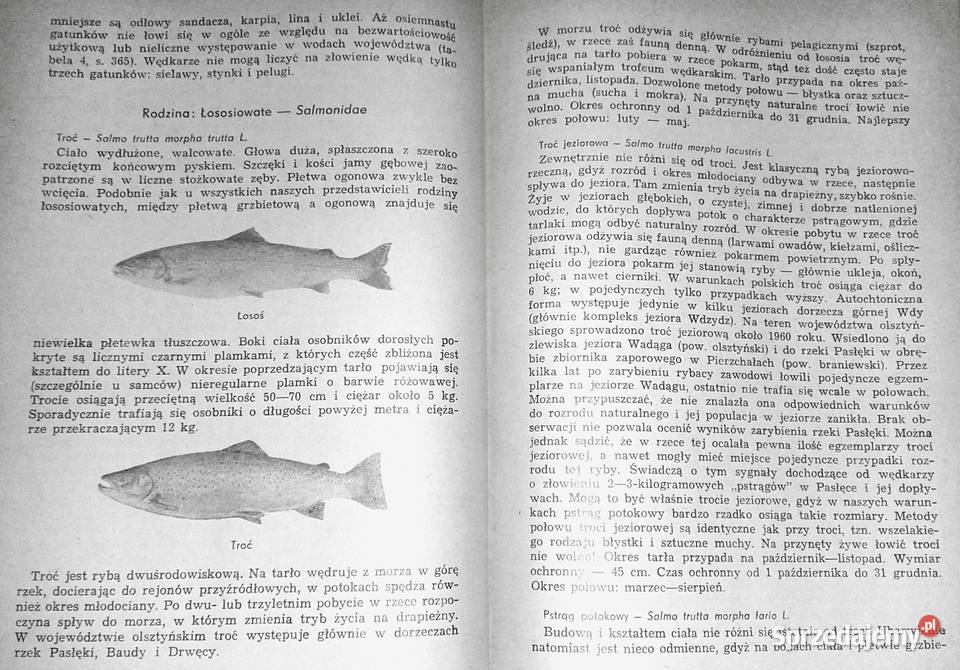 Przewodnik wędkarski jeziorach olsztyńskich lubelskie Chełm
