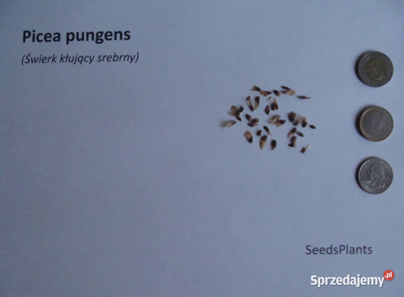ŚWIERK KŁUJĄCY SREBRNY Picea pungens NASIONA Lubanie