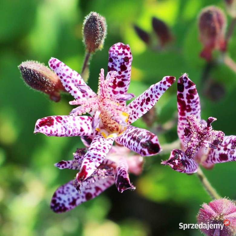Zamow juz dzis z wysylka 15 marca trojsklepka Pozostałe Pozostałe