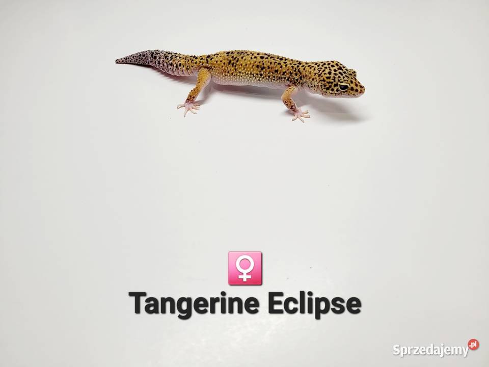 Gekony lamparcie