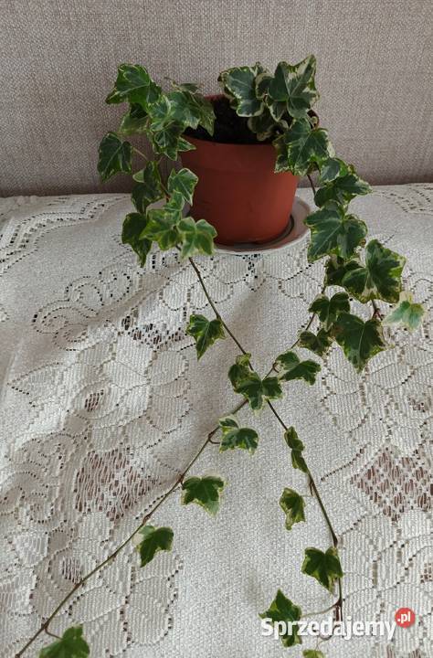 Roślina doniczkowa bluszcz Łódź sprzedam