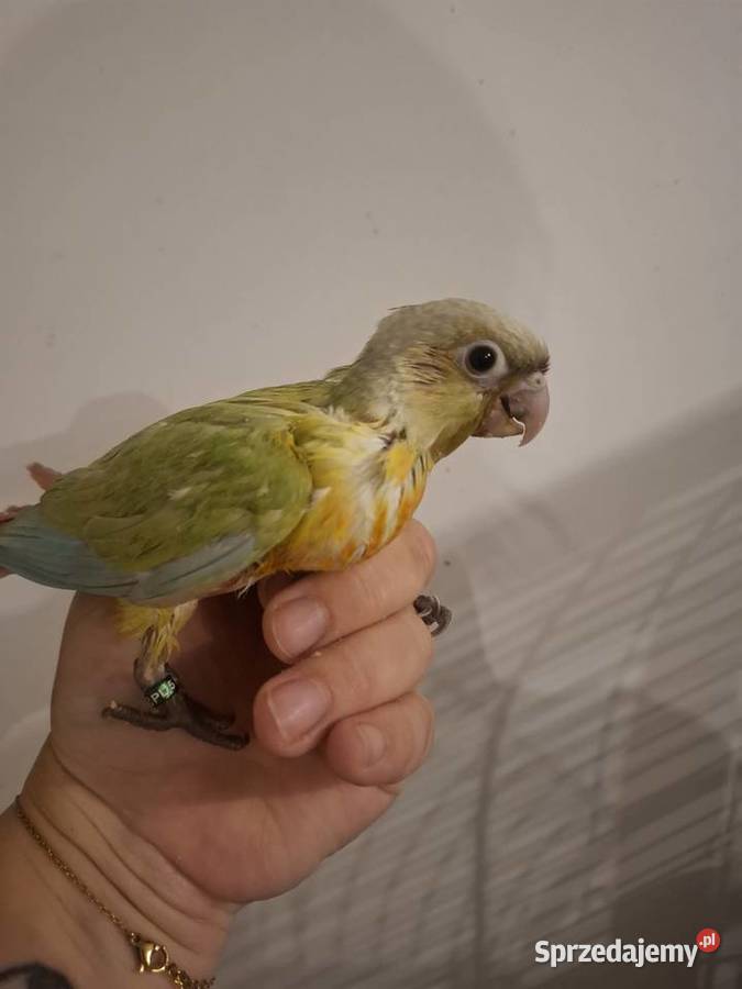 Papugi Rudosterki czerwonobrzuche i pineapple Gostyń