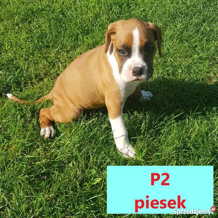 Bokserki Szczenięta sprzedam Małkinia Górna