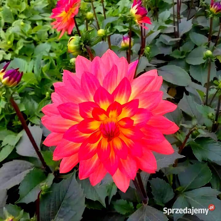 Kwiaty Sadzonki Warzyw świętokrzyskie Bukówka