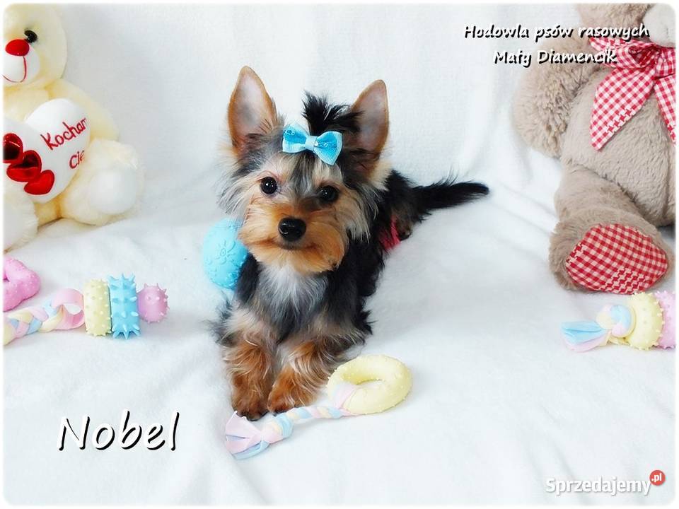 York Yorkshire Terrier Malutki Mini Piesek NOBEL Żary