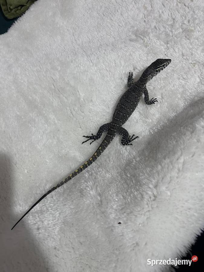 Waran Nilowy Gady i płazy Kraków