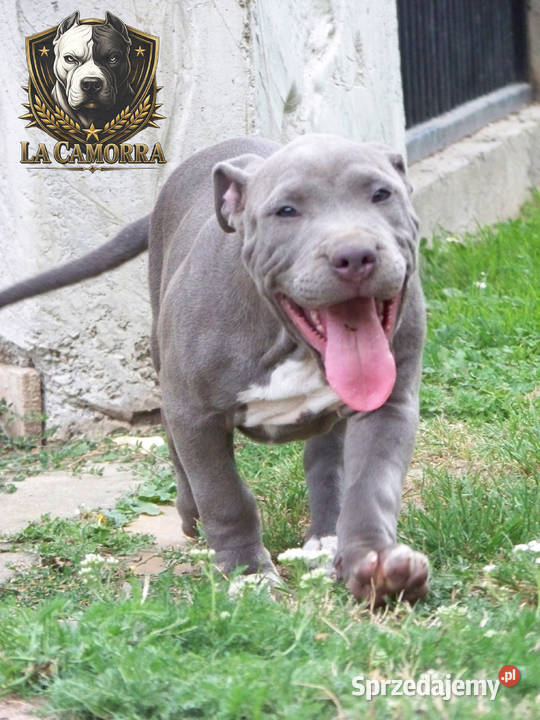 American Staffordshire Terrier Blue Amstaff Paczków