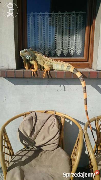 Terrarium z legwanem zielonym odmiana red Nysa