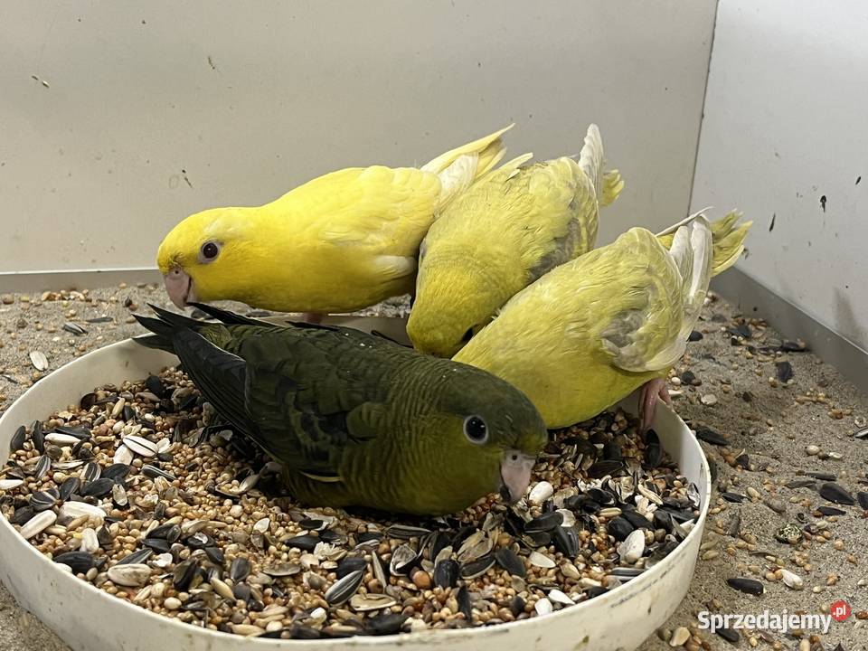 stokówki prążkowane katarzynki podkarpackie Przeworsk