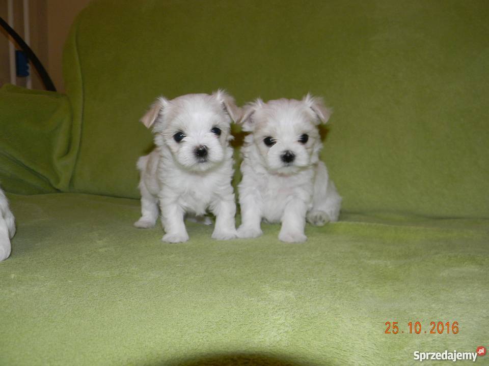 Maltańczyk Szczeniaki Rodowód ZHPR Rzeszów