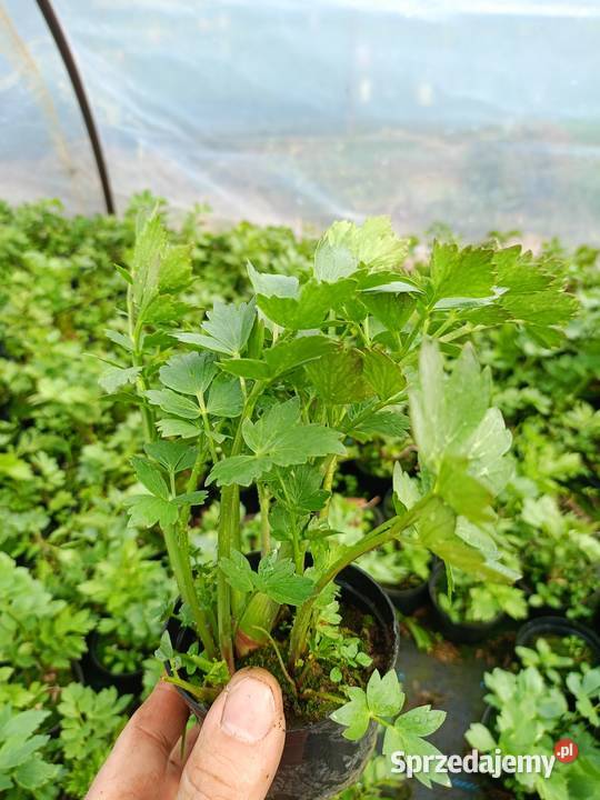 Pelargonia stojąca krakowiaki żywe kwiaty w małopolskie Czulice