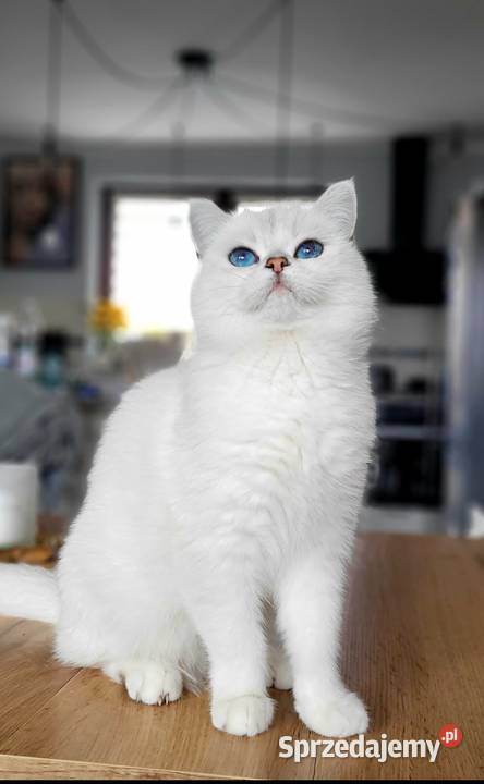 Kocurek srebrny point Zwierzęta lubuskie Zielona Góra