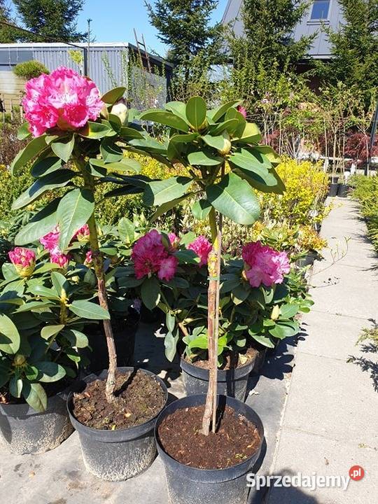 Świerk Koster Hoopsii niebieski szczepiony