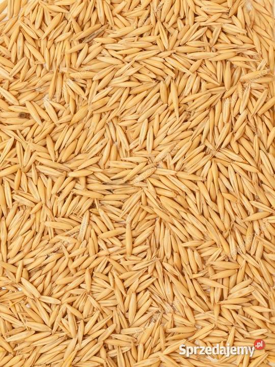 owies pszenicę i kukurydzę i ziemniaki sprzedam Rajcza