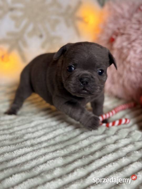 Buldog francuski do rezerwacji śląskie Częstochowa