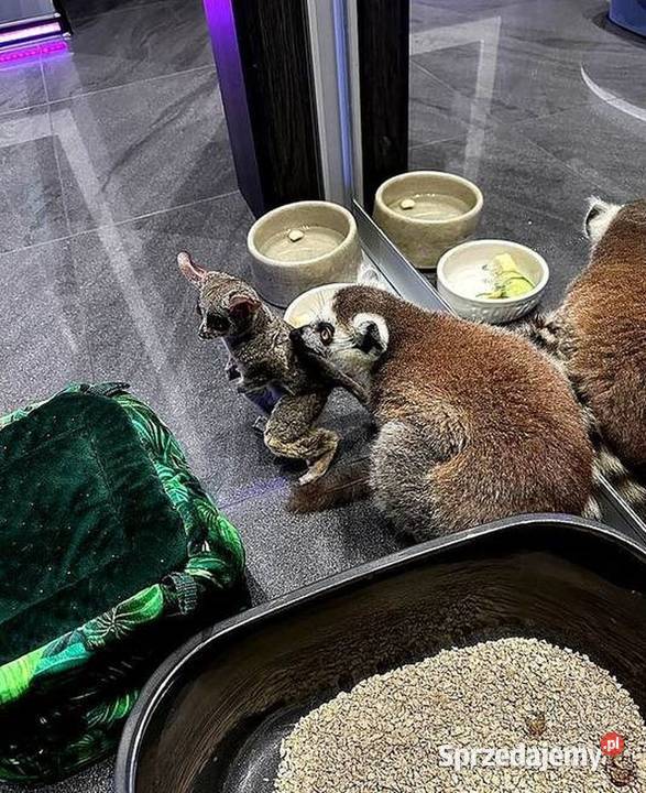 Oswojone Lemury Katta łac Lemur Catta piękne