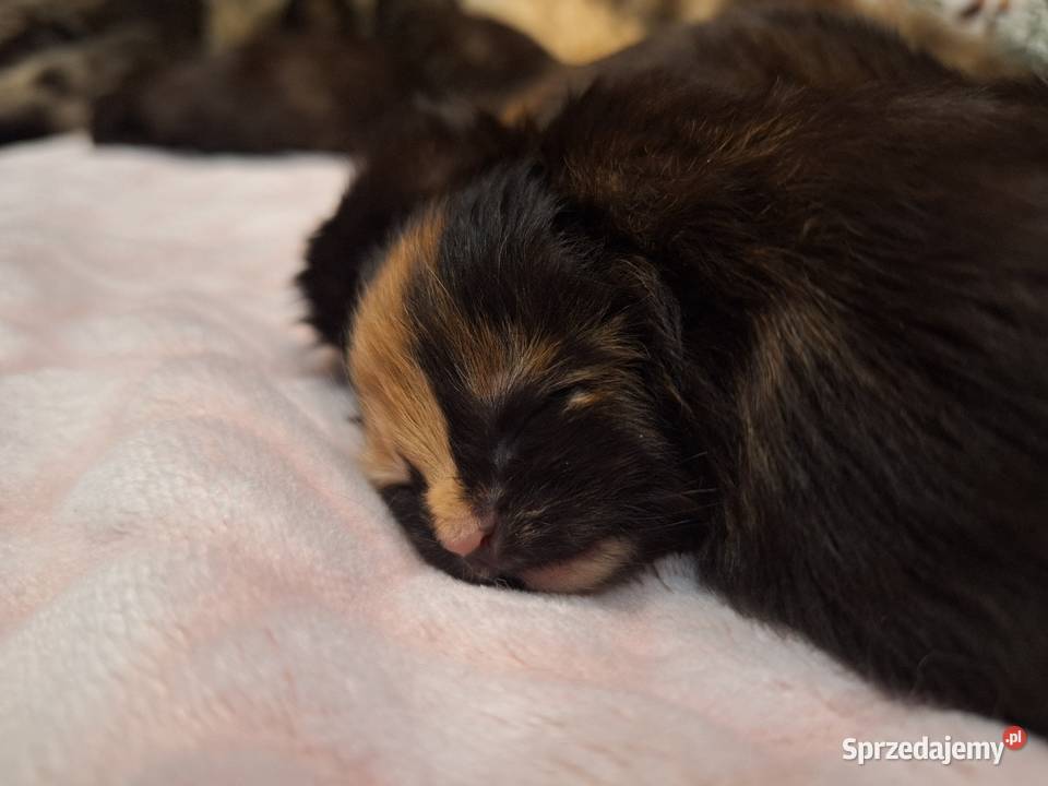 Kotek main coon z rodowodem Zwierzęta śląskie Zabrze