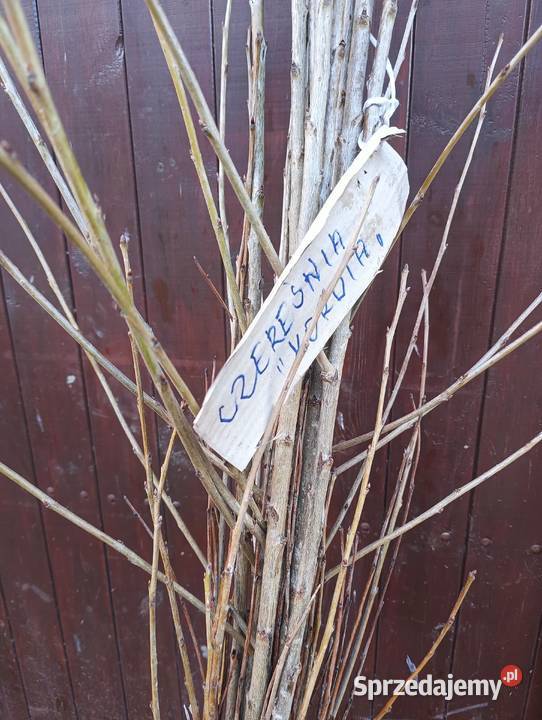 Sprzedam zdrowe silne sadzonki drzewek owocowych zachodniopomorskie Szczecinek