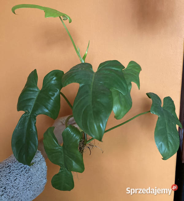 Zestaw sadzonek Philodendron filodendron Kraków