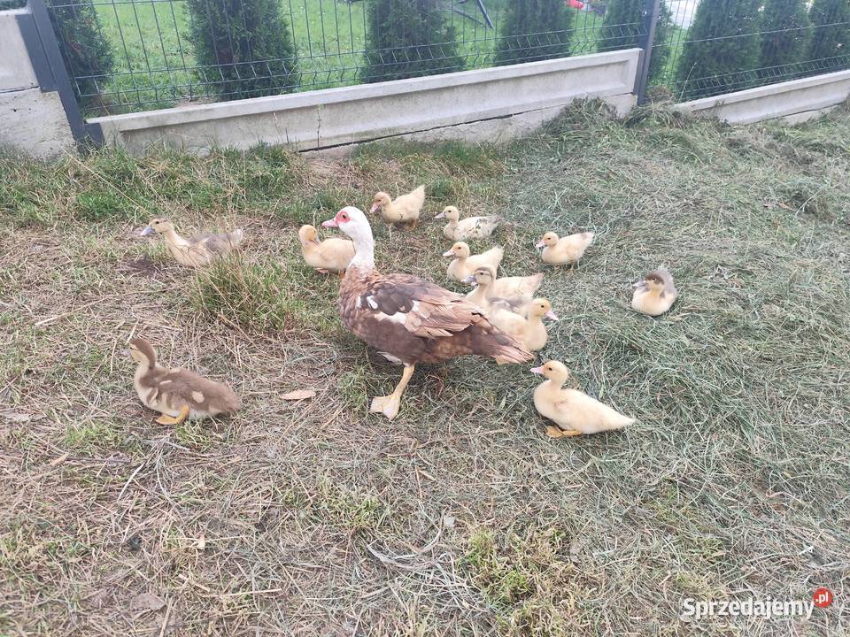 Sprzedam młode kaczki 20 Biała Niżna sprzedam