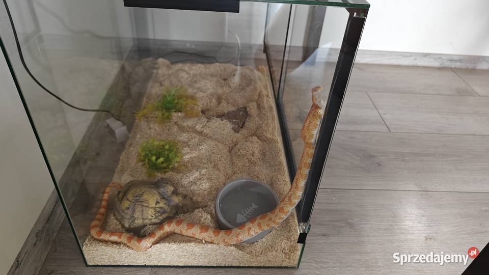 Wąż zbożowyterarrium z wyposażeniem