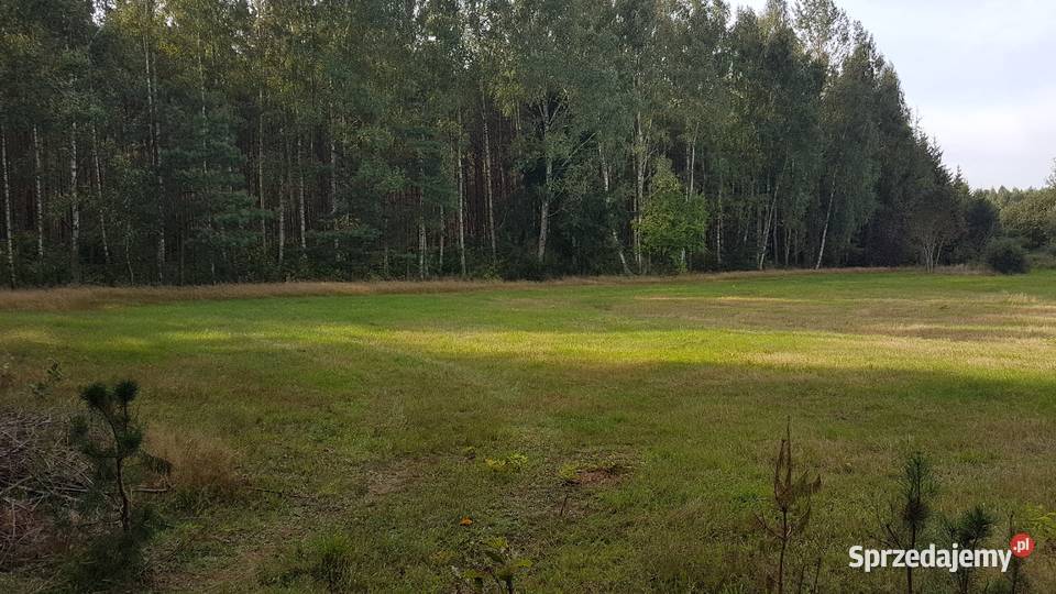 Działka na skraju Puszczy Białowieskiej Olchówka