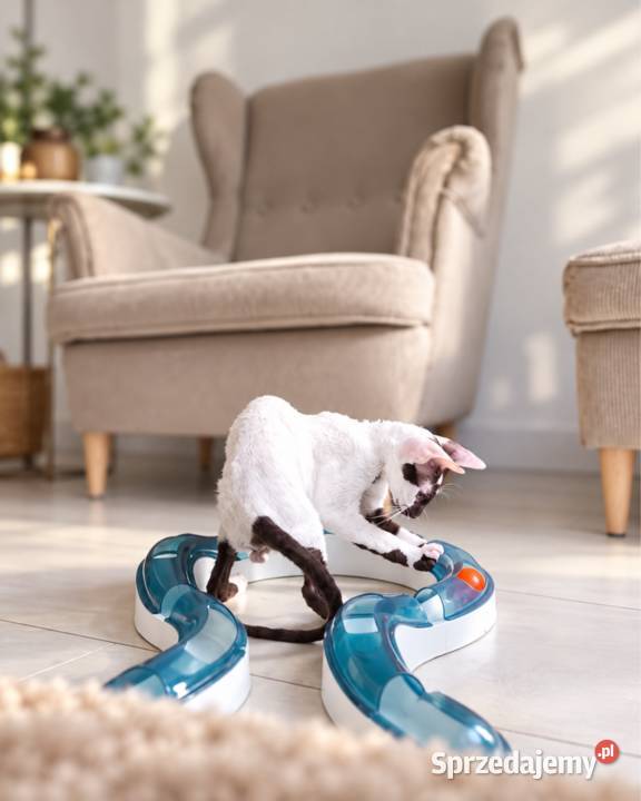 Cornish Rex kocurek arlekin gotowy do odbioru Słupsk