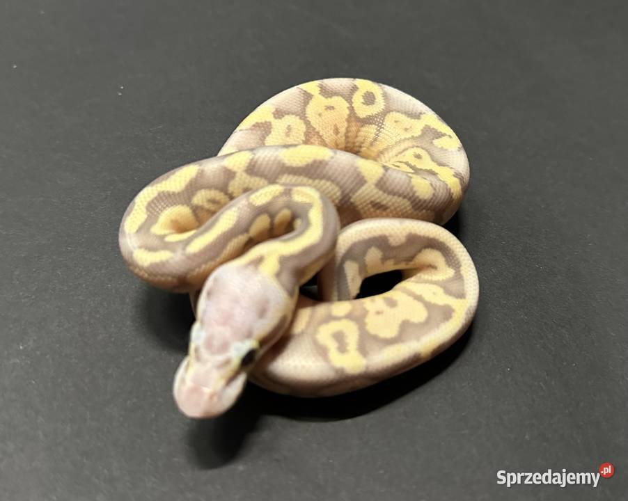 Pyton regius Banana Bydgoszcz