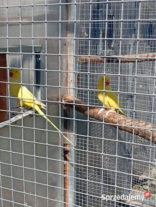 Aleksandretta Wieki i Chińska Ptaki małopolskie Zator