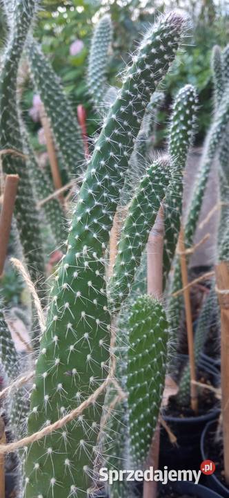 Kaktusy Opuncja białowłosa kolekcja małopolskie Nowy Sącz