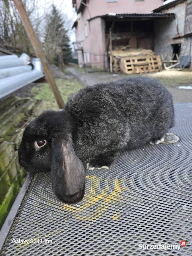 Króliki belgijskie i barany francuskie dolnośląskie Pławna Górna