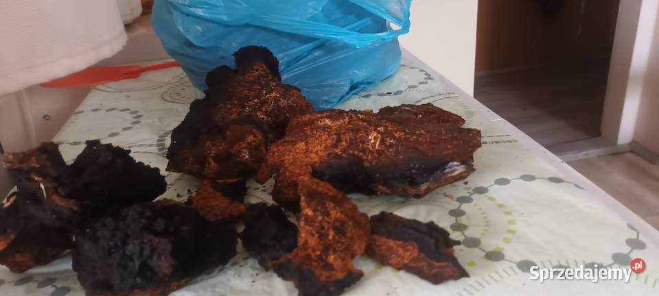 Chaga czaga błyskoporek podkorowy Grzyb Nurzec-Stacja