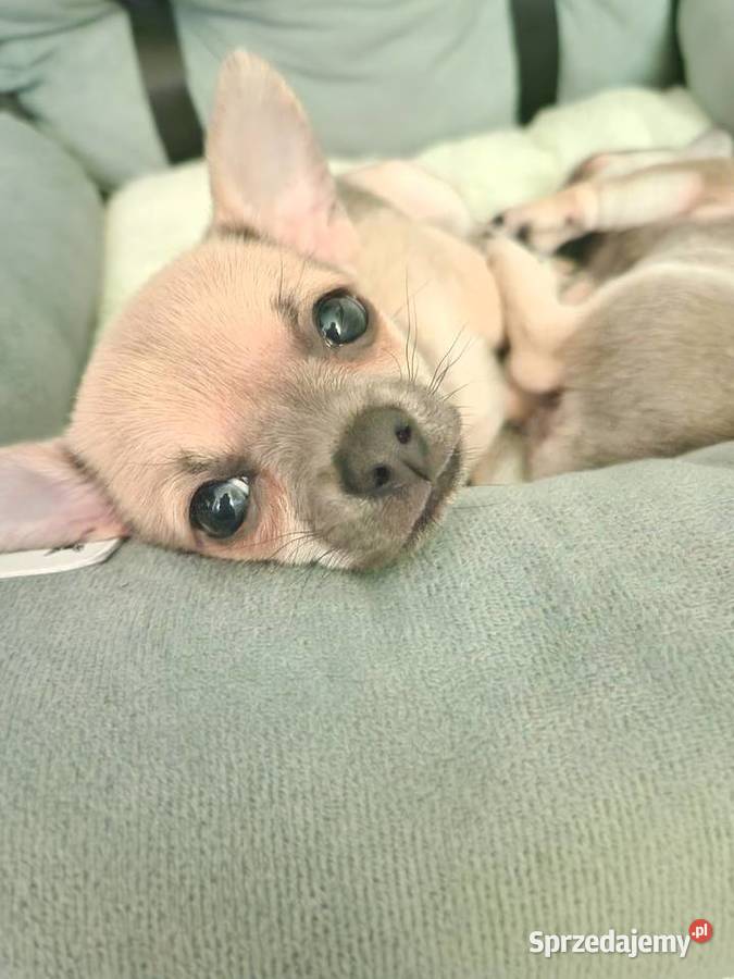 Cudowna suczka krótkowłosa chihuaha Szczecin