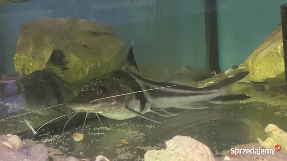TABU Pimelodus auratus 2324 Warszawa Ryby
