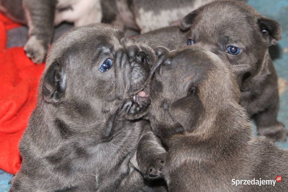 Buldog Francuski niebieskie chłopaki Kędzierzyn-Koźle