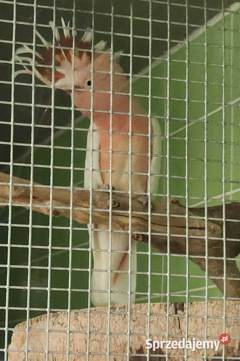 Kakadu inka Wodzisław Śląski sprzedam