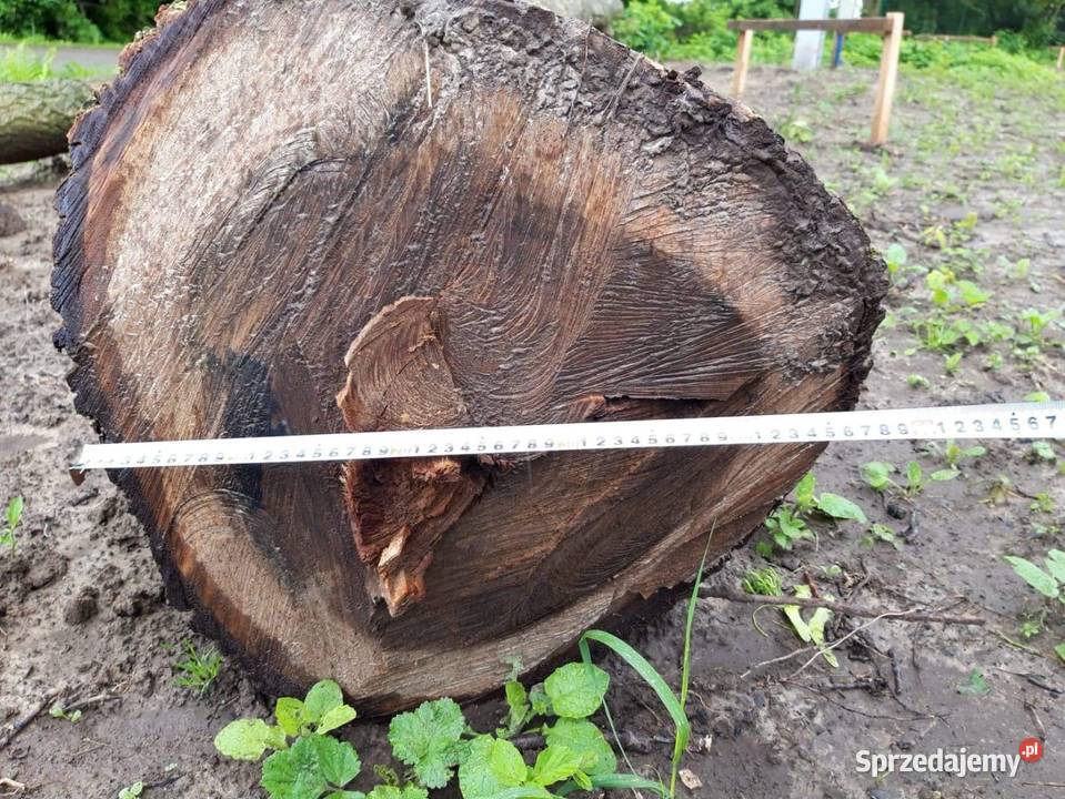 Foszty orzech włoski sprzedam