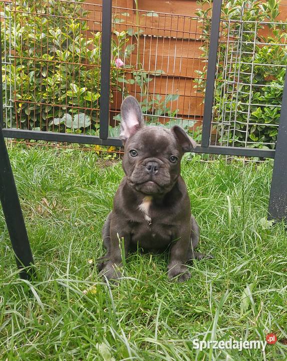 Buldog francuski Bludogi francuskie BLUE Łódź sprzedam
