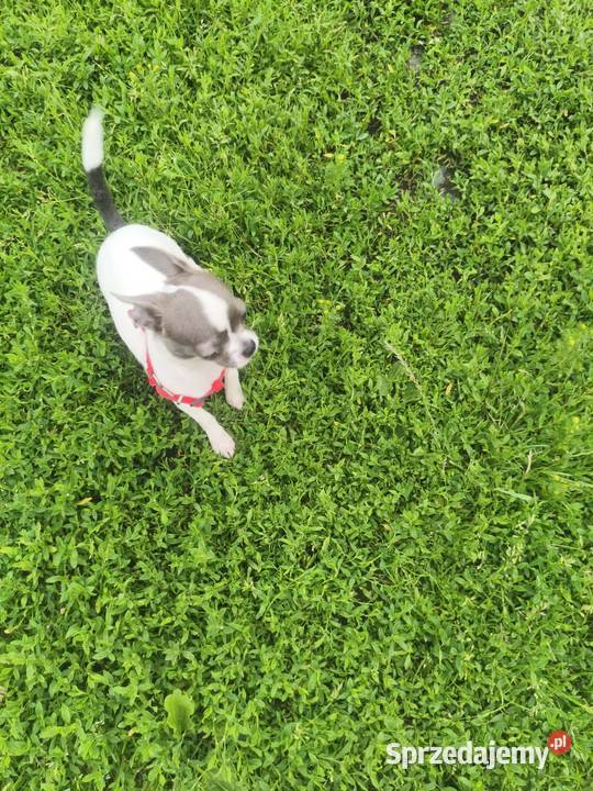 Sprzedam samca chihuahua wielkopolskie Kijaszkowo sprzedam