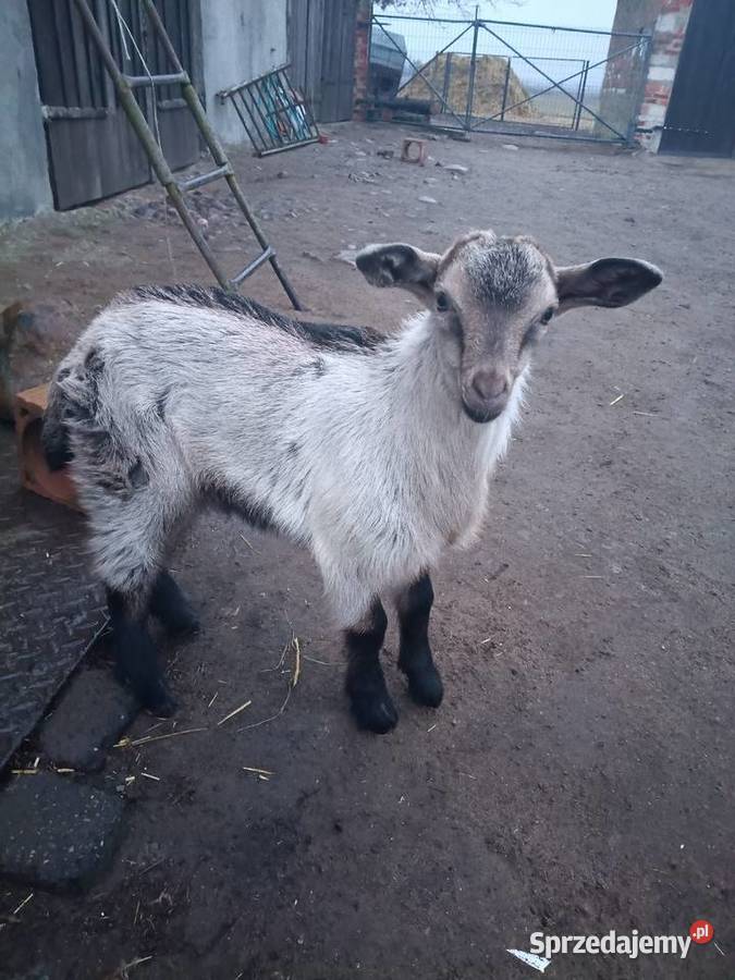 Koziołek młody Środa Wielkopolska sprzedam