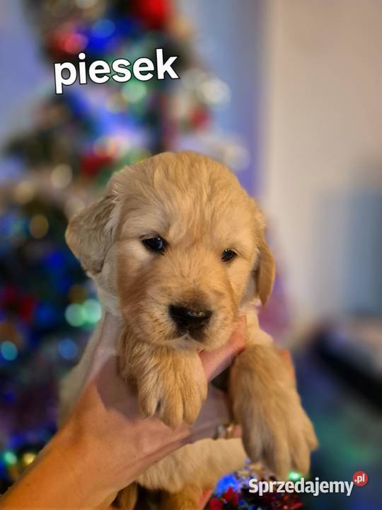 Golden retriever złote szczenięta Tomaszów Lubelski sprzedam