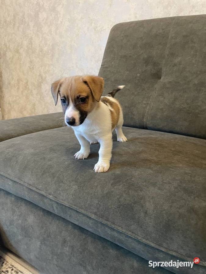 Jack Russell Terrier szczeniaczki Częstochowa sprzedam