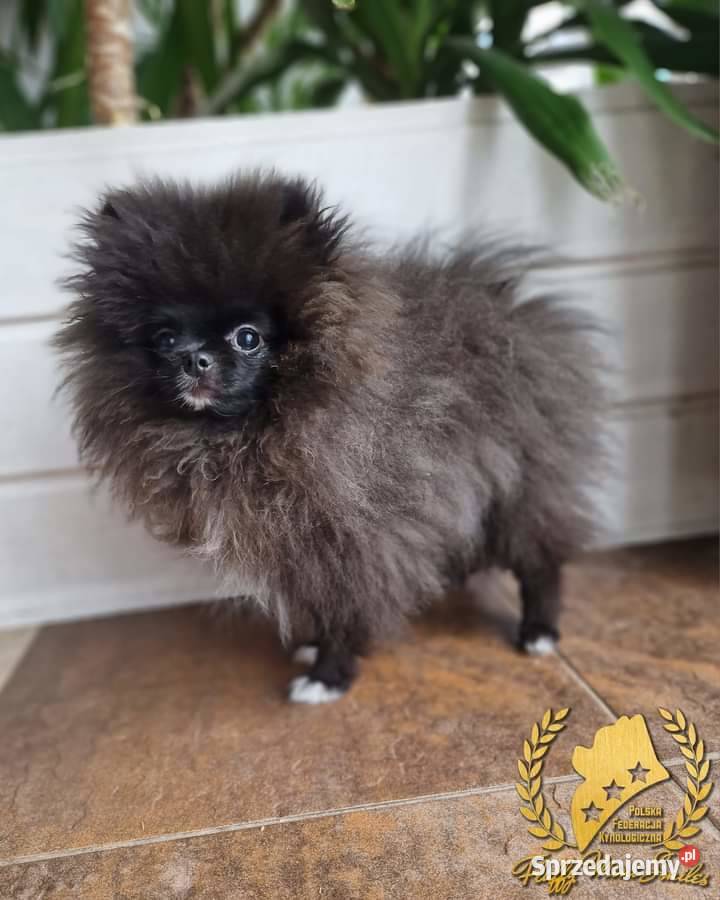Pomeranian Szpic Miniaturowy Barcin
