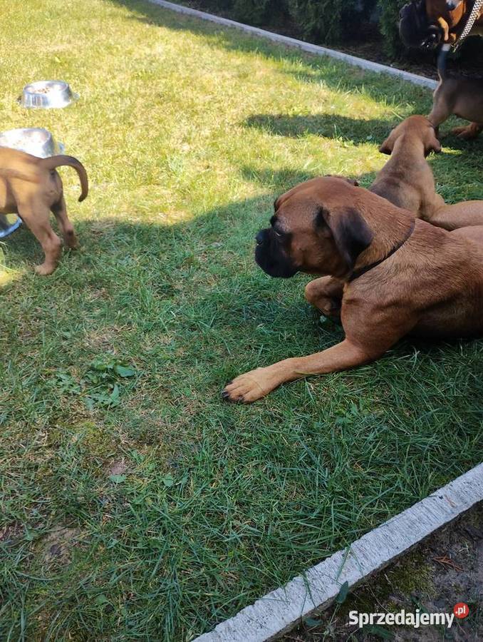 Bokser szczenię Wrocław