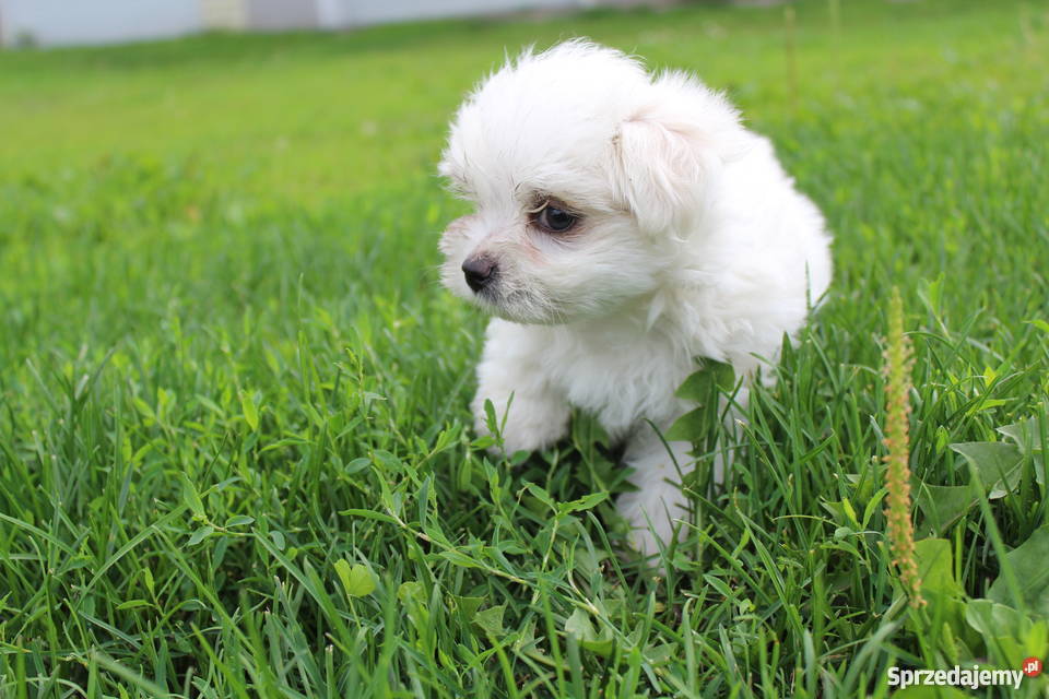 Dwa pieski Białystok