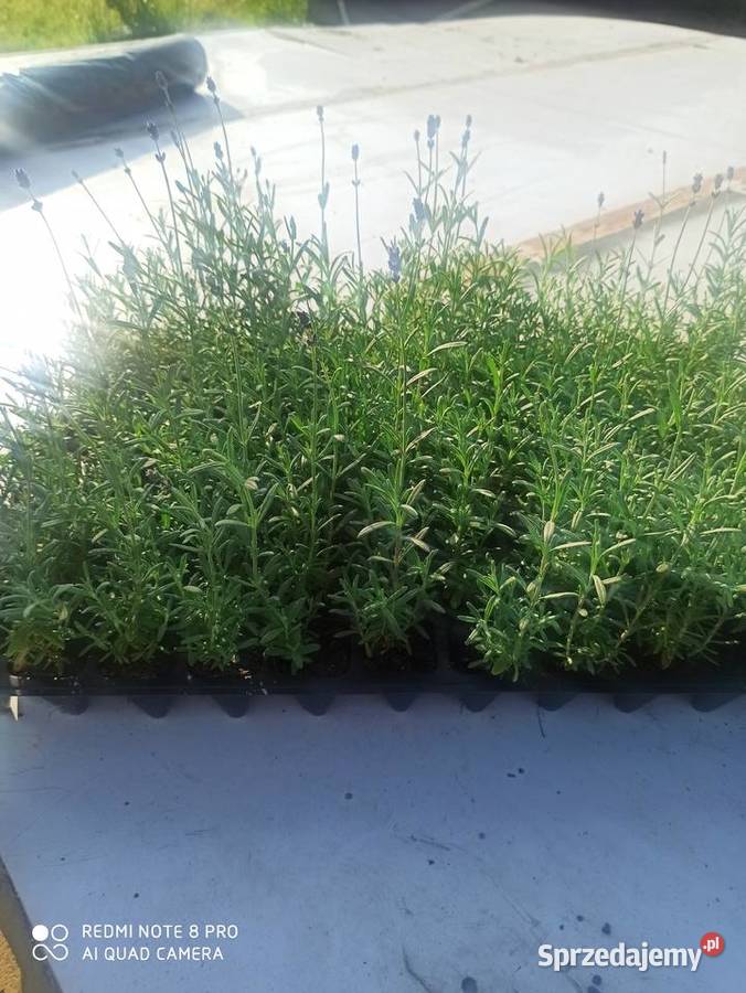 Nasiona lawendy lekarskiej lawendula sprzedam