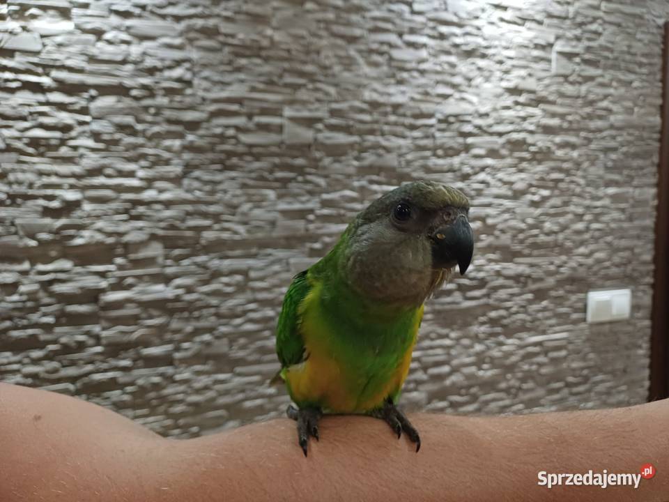 Afrykanka senegalska senegalka ręcznie karmiona Ptaki Brzozówka